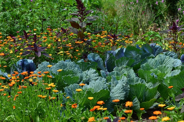 permaculture garden